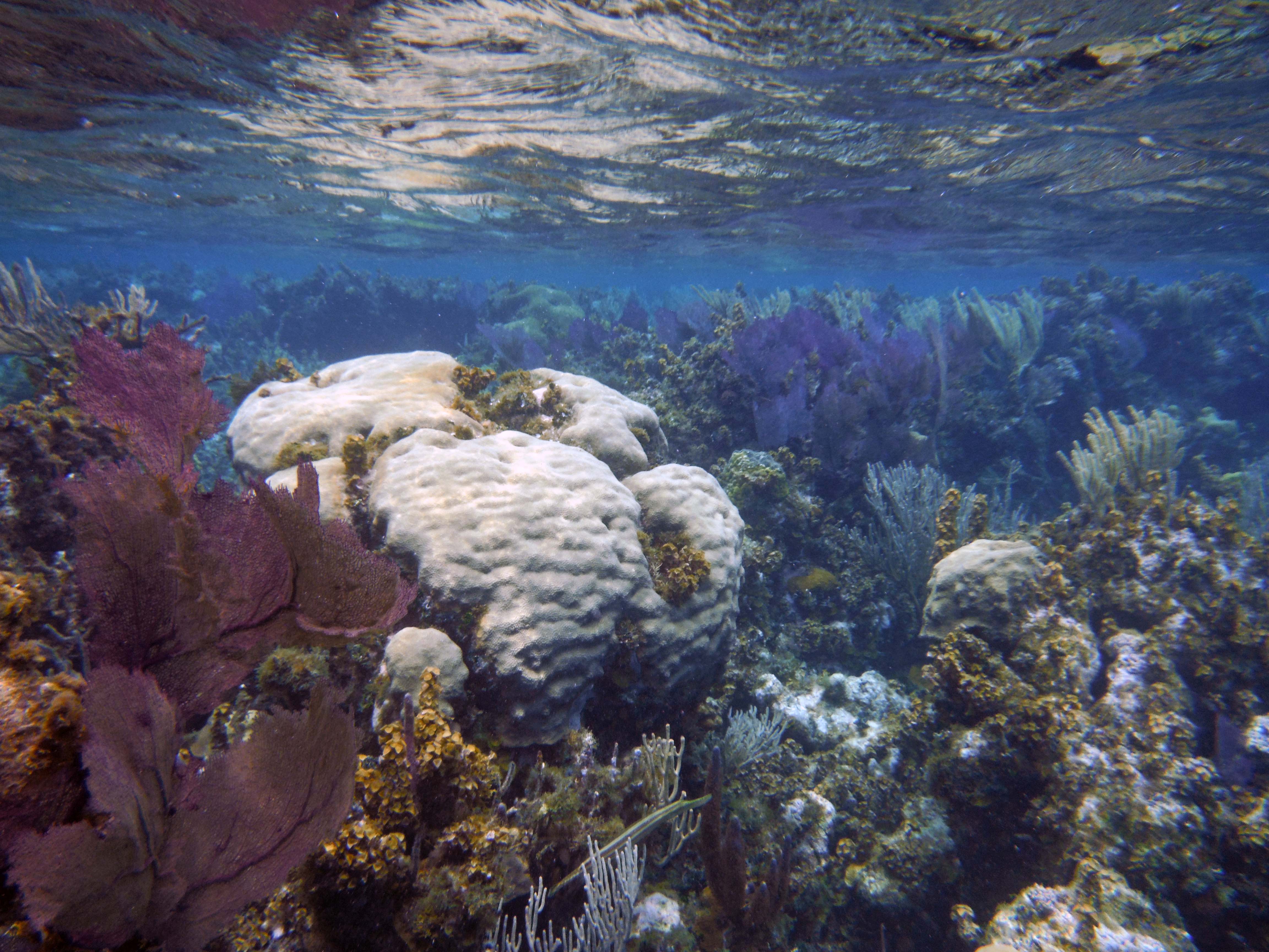 Blue Hole, Lighthouse Reef, Belize загрузить